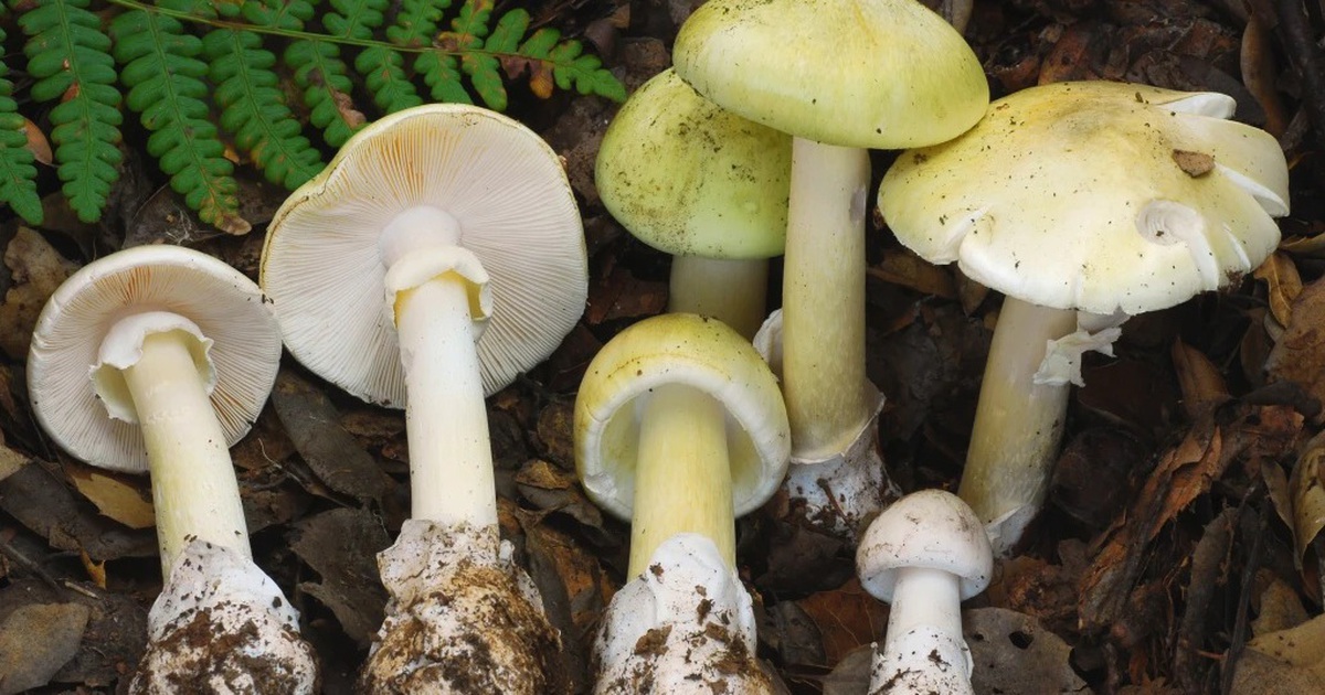 'Nấm tử thần' gây họa ở California