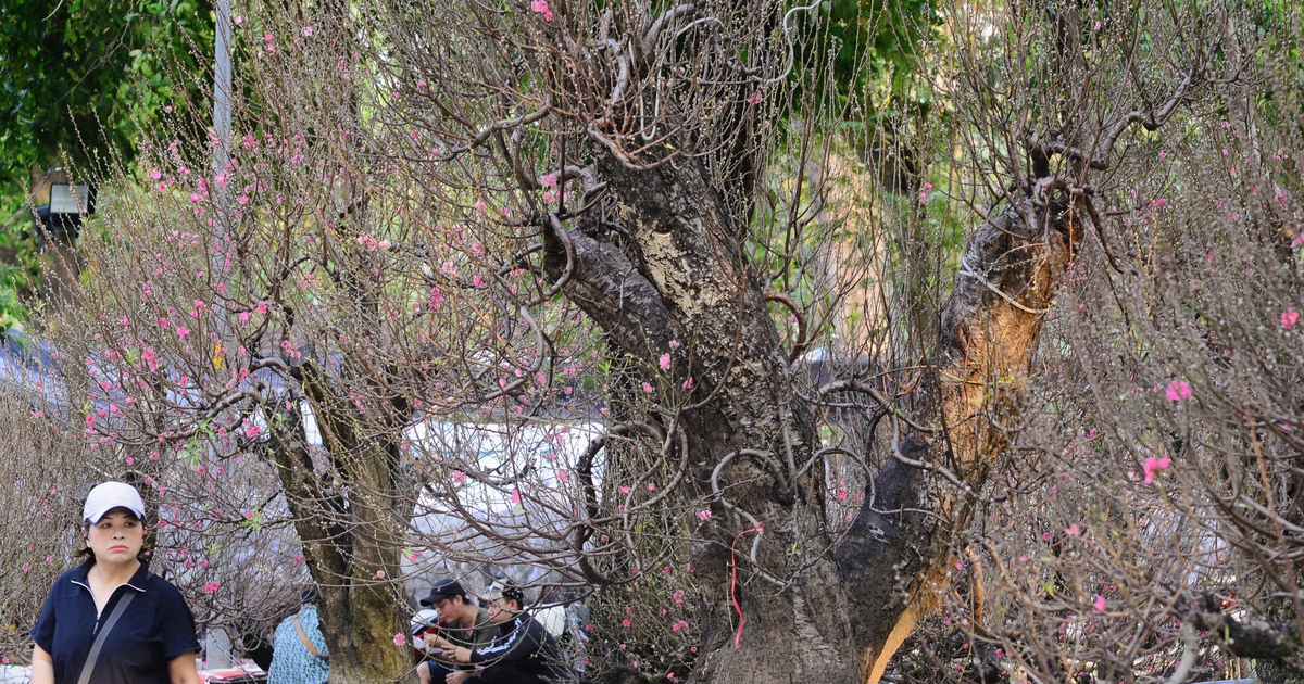 Hoa đào tết giá trăm triệu ở TP.HCM: Ghép từ gốc đào rừng to bằng một người ôm