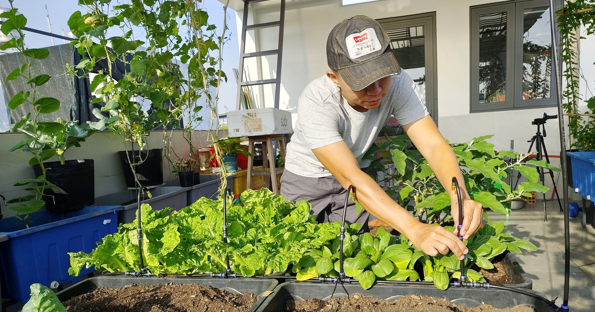 Cách để vườn rau sống sót qua kỳ nghỉ tết dài ngày thiếu sự chăm sóc