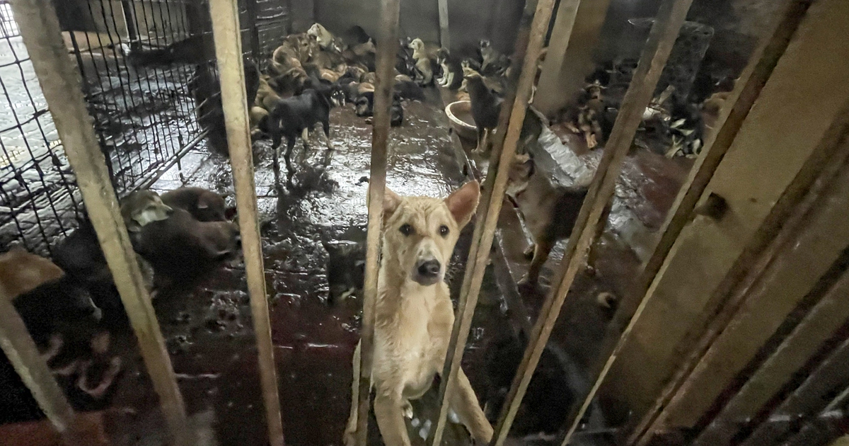 Làng giết mổ chó lớn nhất Hà Nội: Nhiều người bỏ nghề