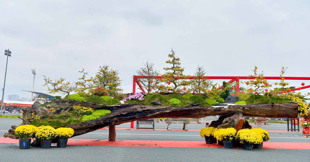 Tác phẩm mai vàng rao bán gần 800 triệu ở Hà Nội có gì đặc biệt?