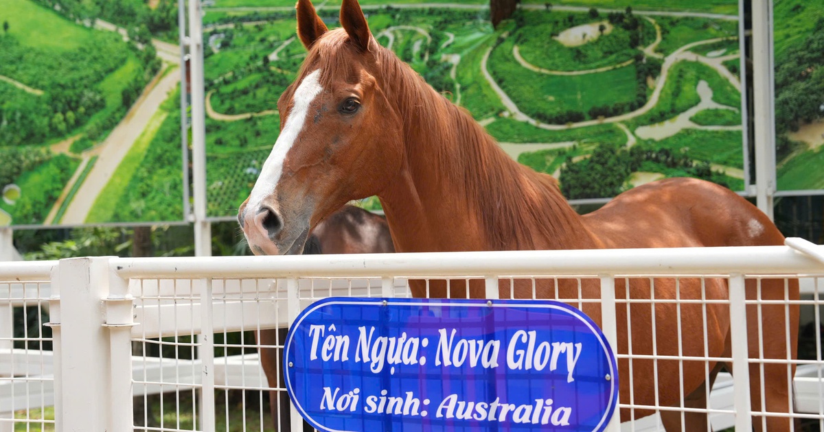 Hội hoa xuân TP.HCM trước giờ mở cửa: Linh vật, vườn ngựa, kiểng tiền tỉ đã sẵn sàng