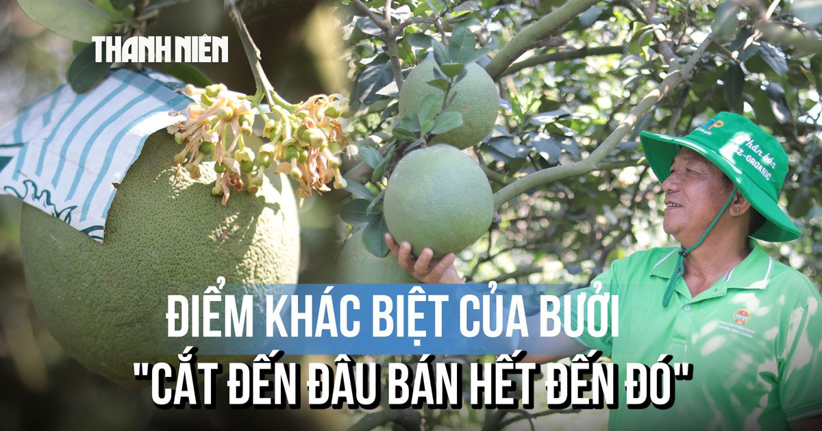 Bưởi chưng tết trồng trên đất phèn 'cắt đến đâu bán hết đến đó' có gì đặc biệt?
