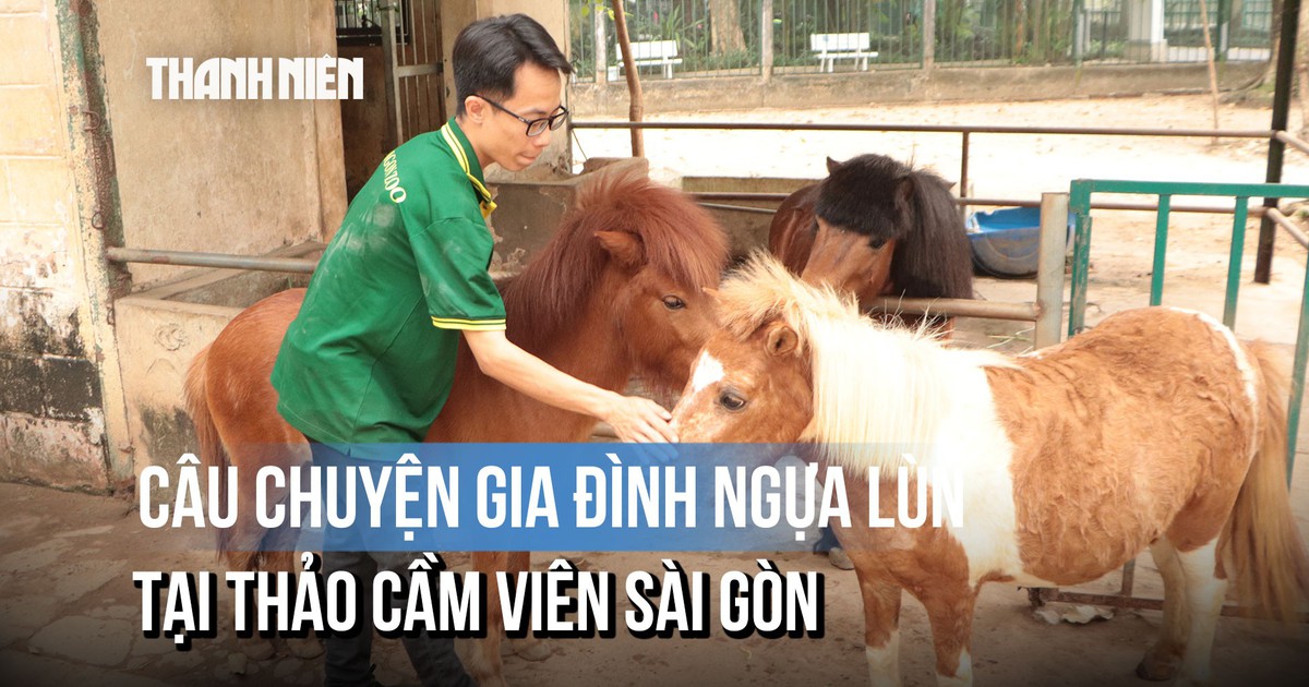Gia đình ngựa lùn Thảo Cầm Viên và câu chuyện hạnh phúc giản dị giữa phố