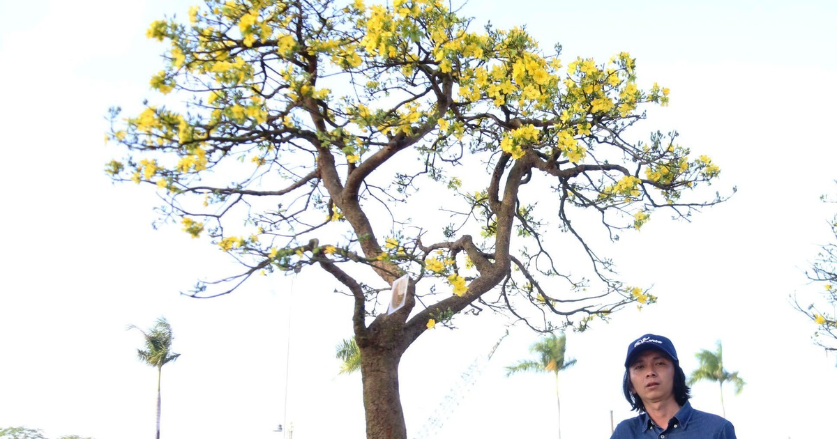 Mai cổ thụ giá nửa tỉ đồng xuống phố Đà Nẵng, chợ Tiên Sơn nhộn nhịp xuyên đêm