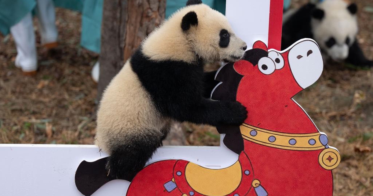 30 gấu trúc con Trung Quốc ra mắt công chúng dịp tết Nguyên đán