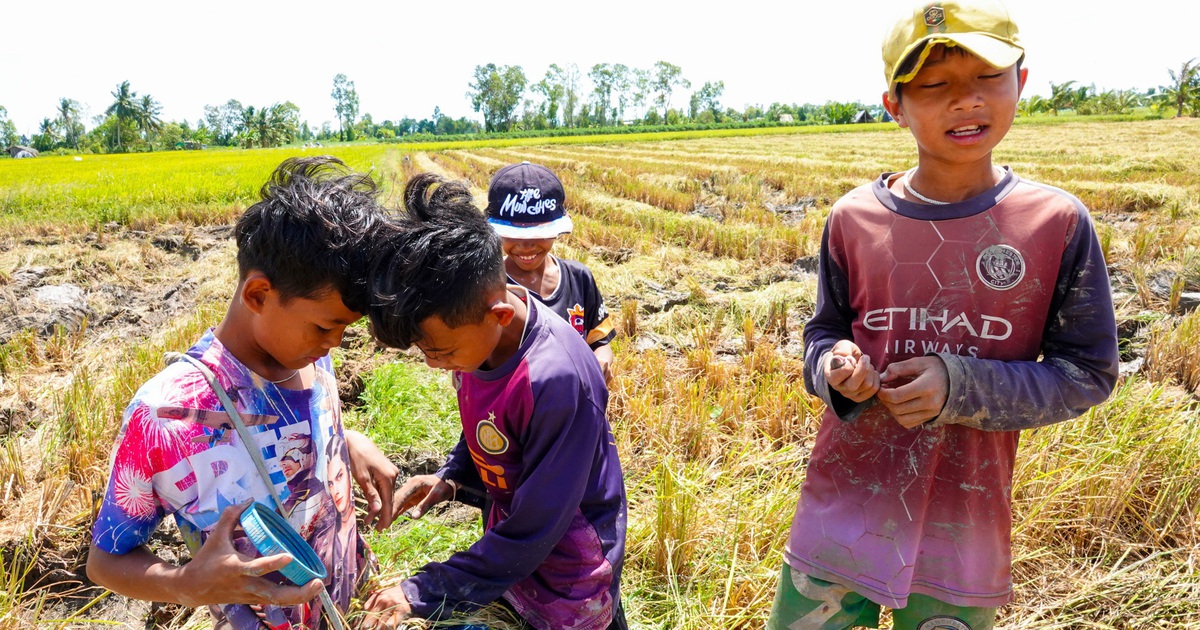 Mùa vàng ST25 và những buổi bắt chuột đồng rộn ràng của trẻ em miền Tây