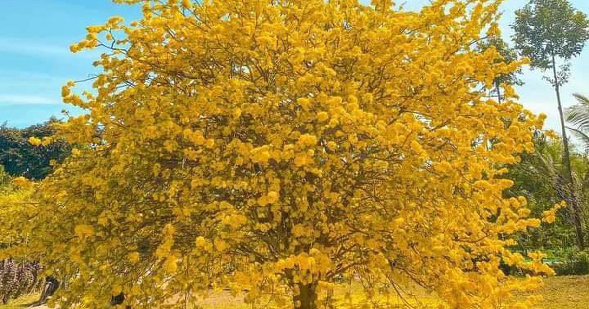 Cây mai hơn 70 tuổi không ra hoa 2 năm như phải 'chịu tang ông chủ'