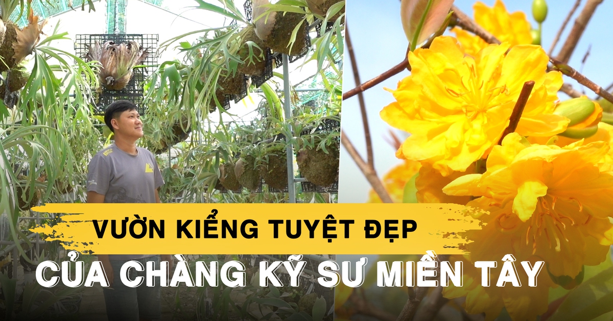 Kỹ sư xây dựng miền Tây rẽ hướng trồng cây kiểng, ‘ăn nên làm ra’ mỗi mùa tết