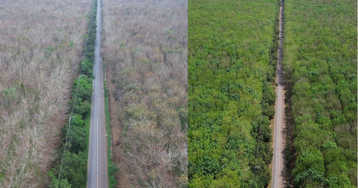 Chỉ trong một th&aacute;ng, rừng cao su Đồng Nai thay đổi đến ngỡ ng&agrave;ng khi xu&acirc;n về