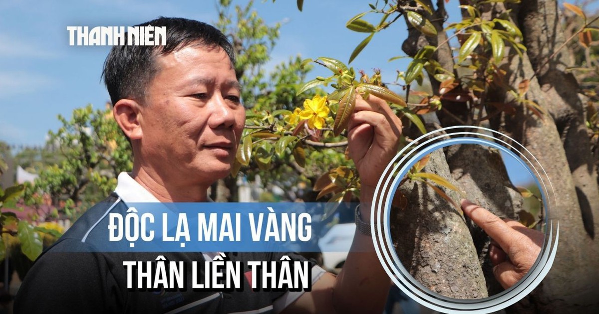 Độc lạ mai vàng thân liền thân, hoa 9 cánh của nghệ nhân Đắk Lắk giá 'khủng'