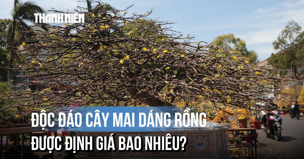 Mai 'dáng rồng' khách trả 600 triệu vẫn chưa chịu bán: Chủ nhân nói lý do thực sự