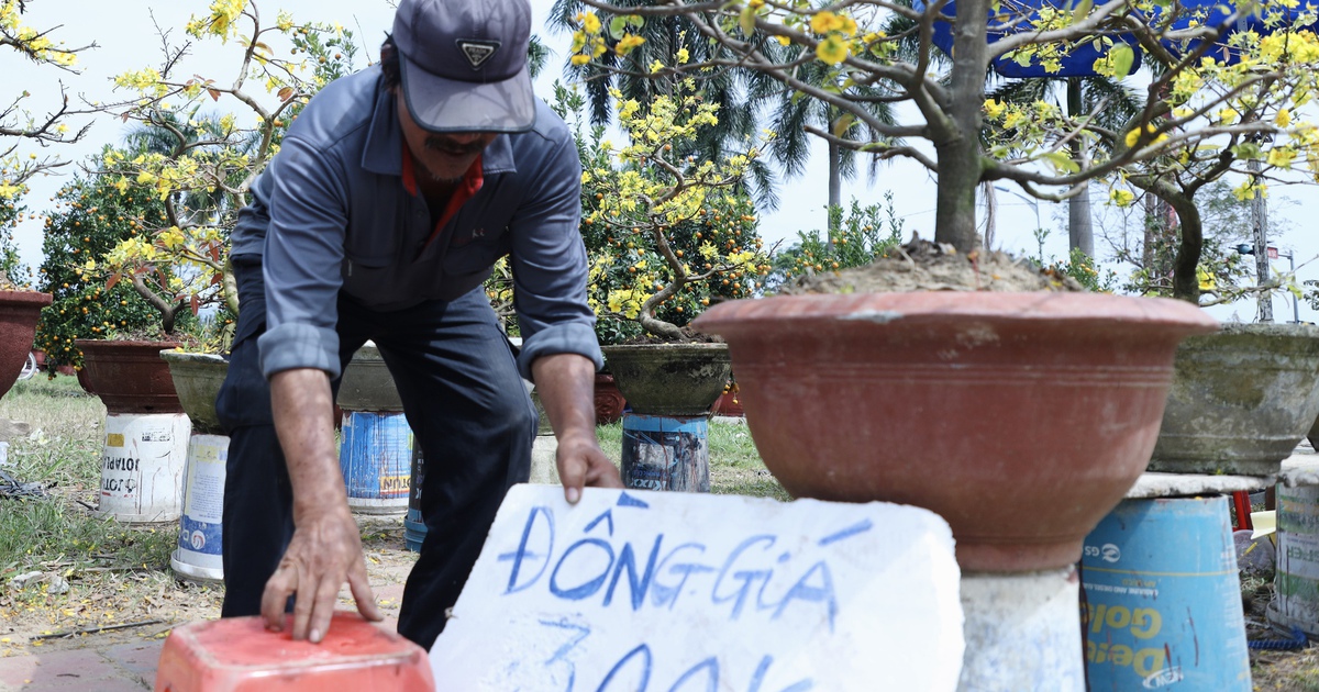 Chiều 29 tết: Chợ hoa Đà Nẵng trầm lắng, tiểu thương 'xả hàng' vẫn ế ẩm