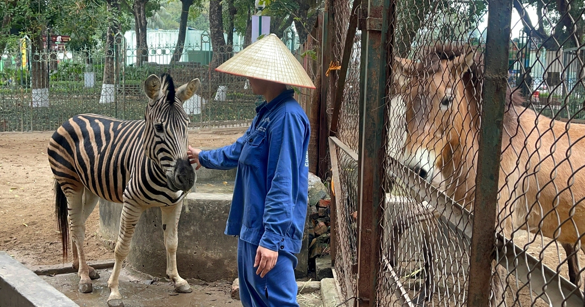 Chuyện &iacute;t biết về những ch&uacute; ngựa biết 'nũng nịu' ở vườn th&uacute; H&agrave; Nội