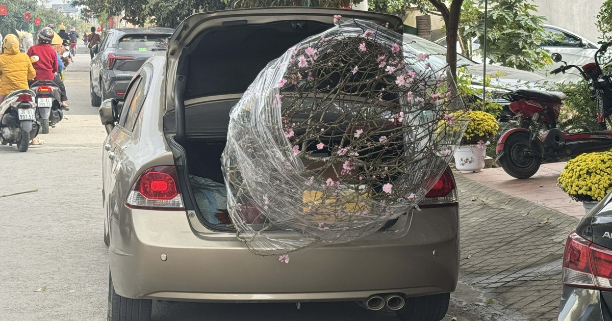 Buộc, chở mai, đào trên ô tô: Mức phạt lên tới 26 triệu đồng