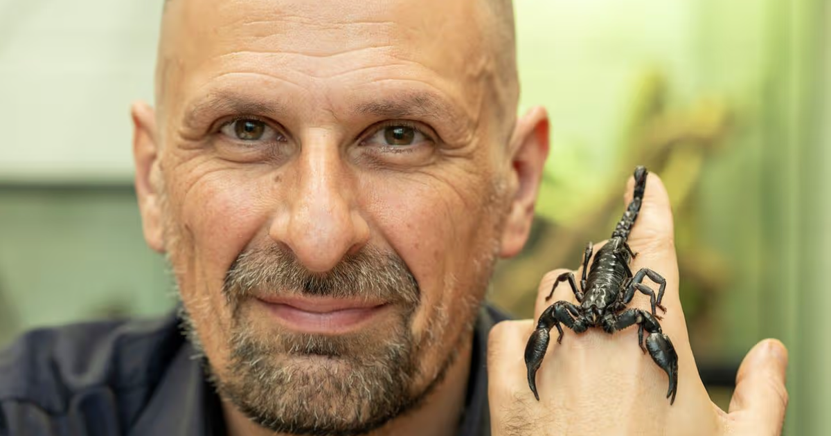 Giải mã bí ẩn về 'hang ổ' của những loài bọ cạp chết chóc