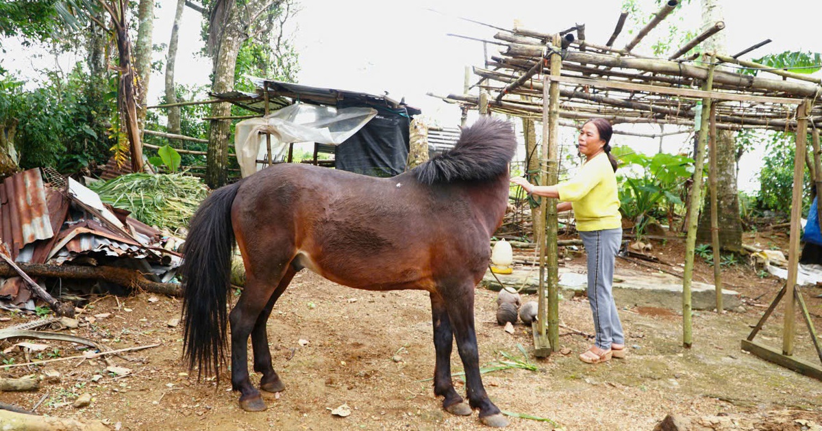 Ngựa thồ h&oacute;a 'chiến m&atilde;' tr&ecirc;n cao nguy&ecirc;n: M&ugrave;ng 9 th&aacute;ng gi&ecirc;ng đua ngựa G&ograve; Th&igrave; Th&ugrave;ng