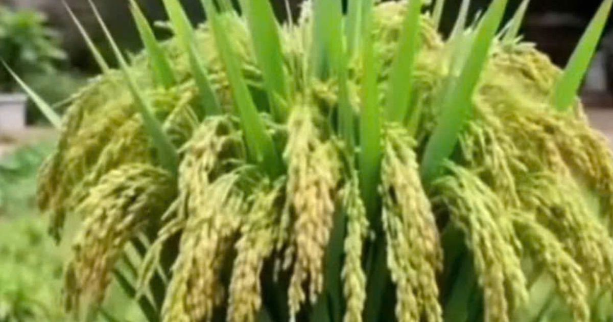 Vì sao nhiều người chưng chậu lúa dịp tết, có ý nghĩa gì?