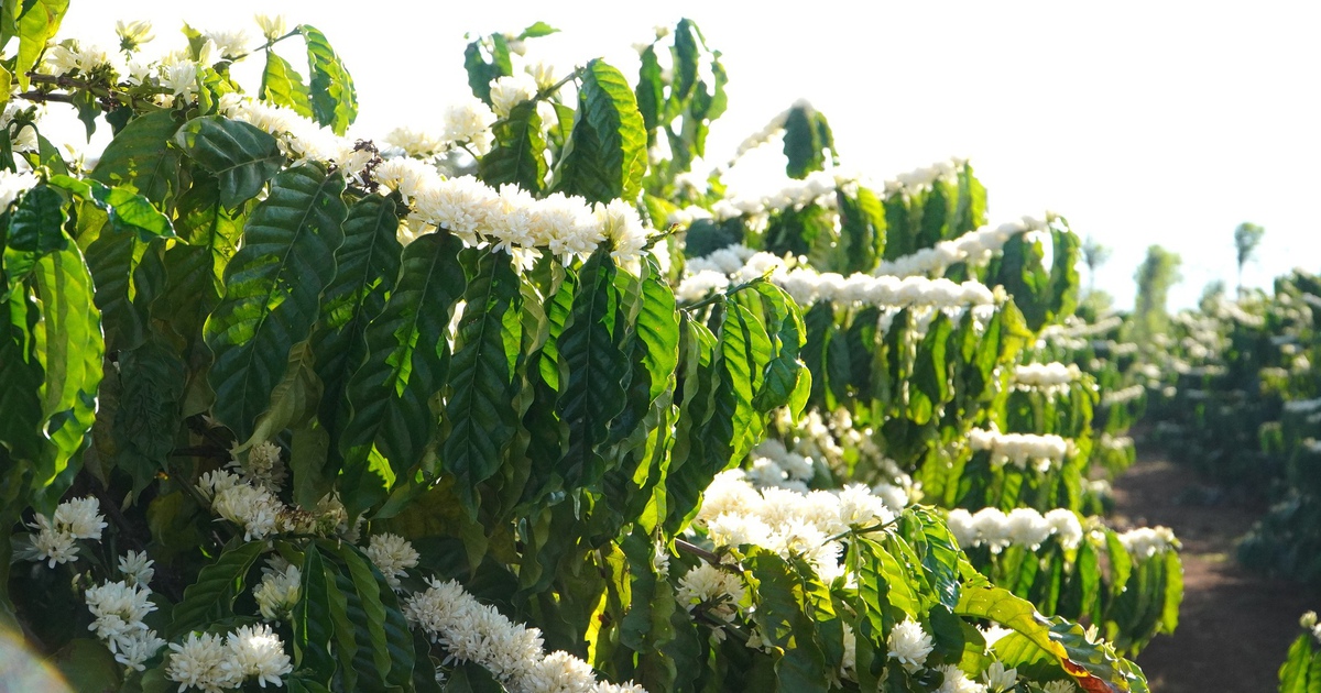 'Mùa hoa tuyết' ở Gia Lai