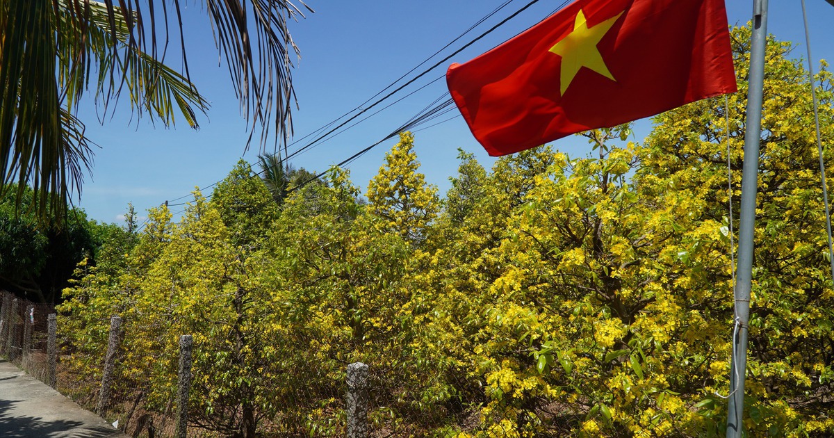 Những cây mai 'may mắn' ở Làng mai vàng Phước Định