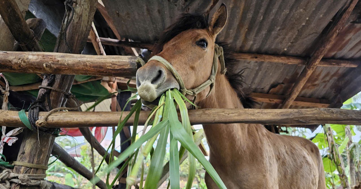 Ngựa thồ hóa 'chiến mã' trên cao nguyên: Mùng 9 tháng giêng đua ngựa Gò Thì Thùng