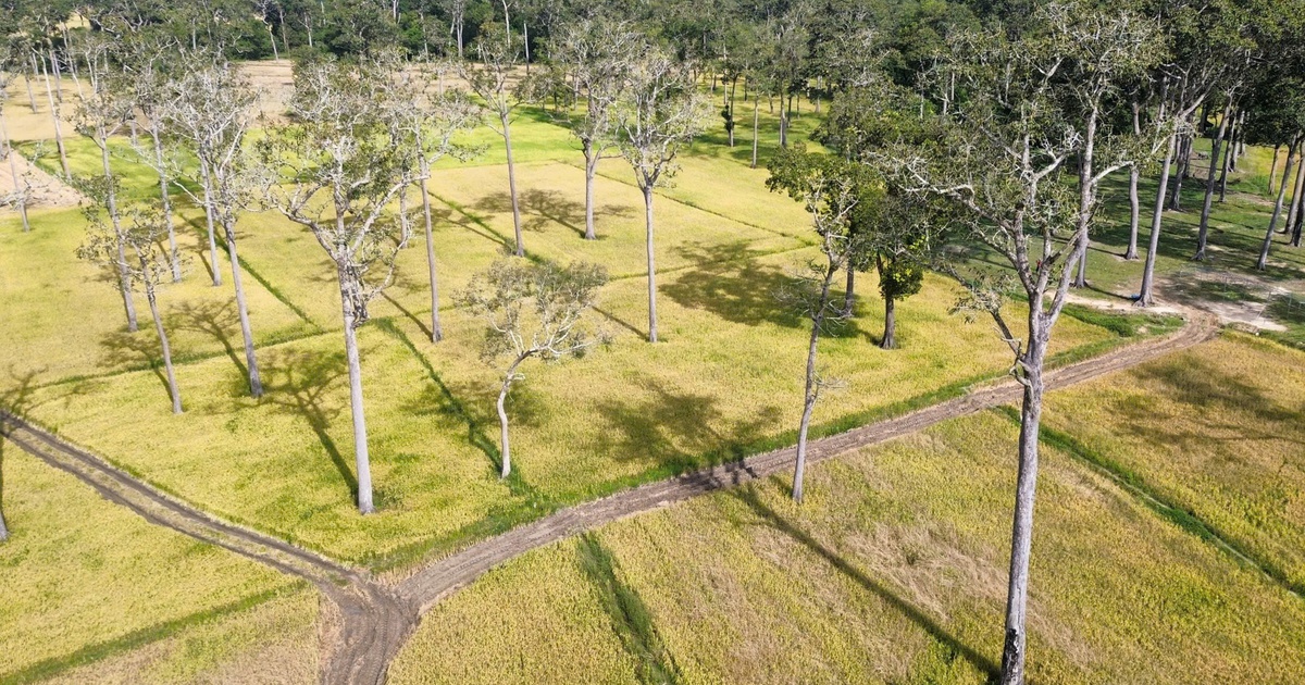 Cận cảnh những 'hố đen' - nguồn gốc hình thành 'cánh đồng châu Âu' ở Tà Lài