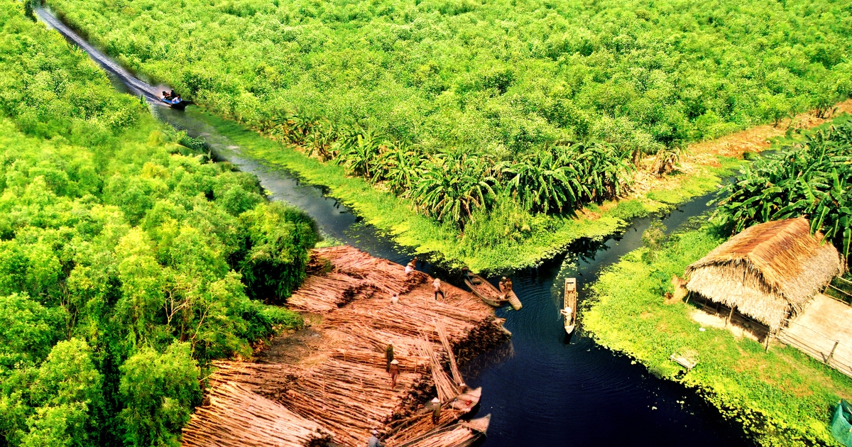 Gác kèo ong U Minh Hạ: Nghề 'mời ong về ở' giữ hồn rừng tràm