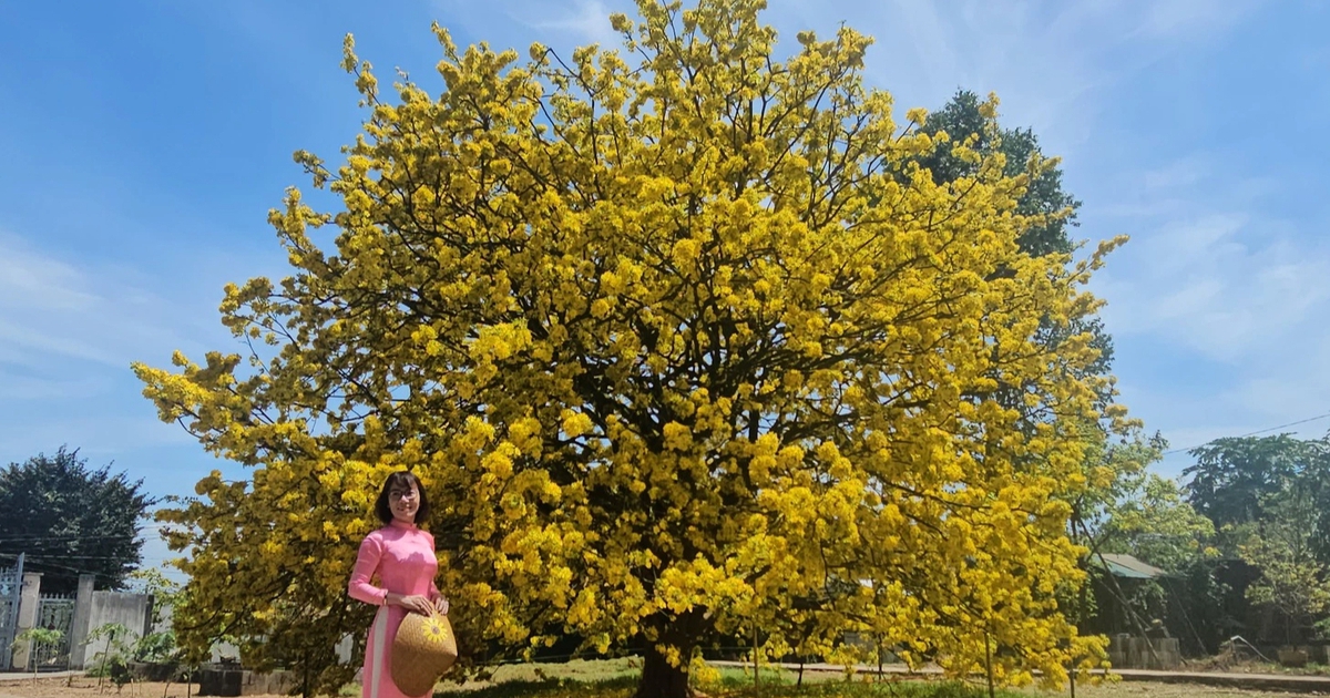 C&acirc;y mai c&oacute; 1 kh&ocirc;ng 2 ở Đồng Nai nở rực m&ugrave;ng 3 tết, như quả cầu v&agrave;ng