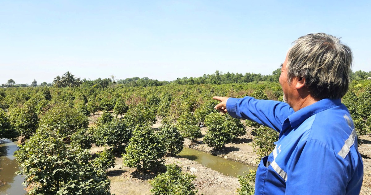 Thủ phủ mai vàng TP.HCM vắng bóng thương lái: Mai đã lặt lá vẫn nằm chờ