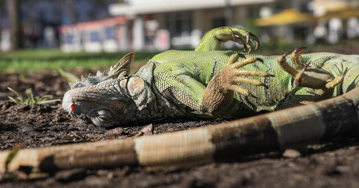 Trời lạnh bất thường, kỳ nhông bị choáng rơi 'như mưa' tại Florida