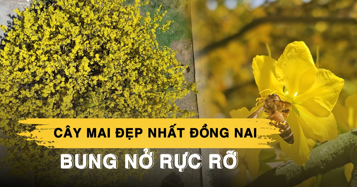 Cây mai đẹp nhất Đồng Nai bung nở rực rỡ, du khách lái xe gần 100 km đến chụp hình