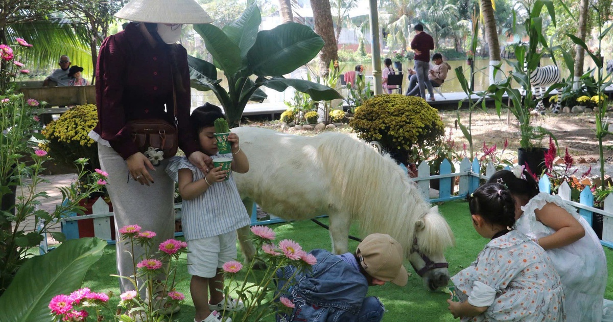 Ngựa lùn Pony thành 'ngôi sao', Trại rắn Đồng Tâm đông nghẹt khách xếp hàng chờ chụp ảnh