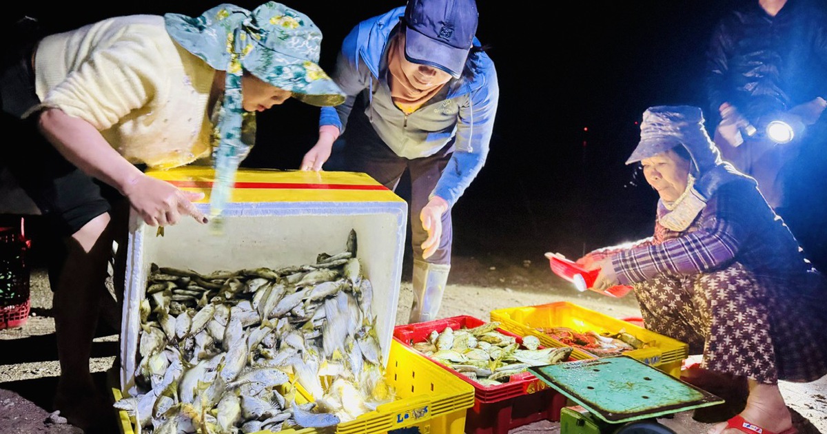 Xuyên đêm vươn khơi, ngư dân Quảng Ngãi trúng 'lộc biển'