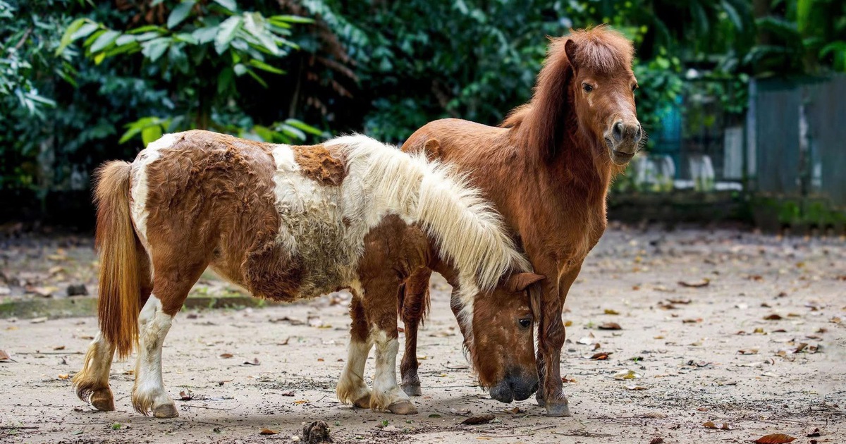 Hơn 110.000 người đổ về Thảo Cầm Viên Sài Gòn dịp tết: Có gì hấp dẫn?