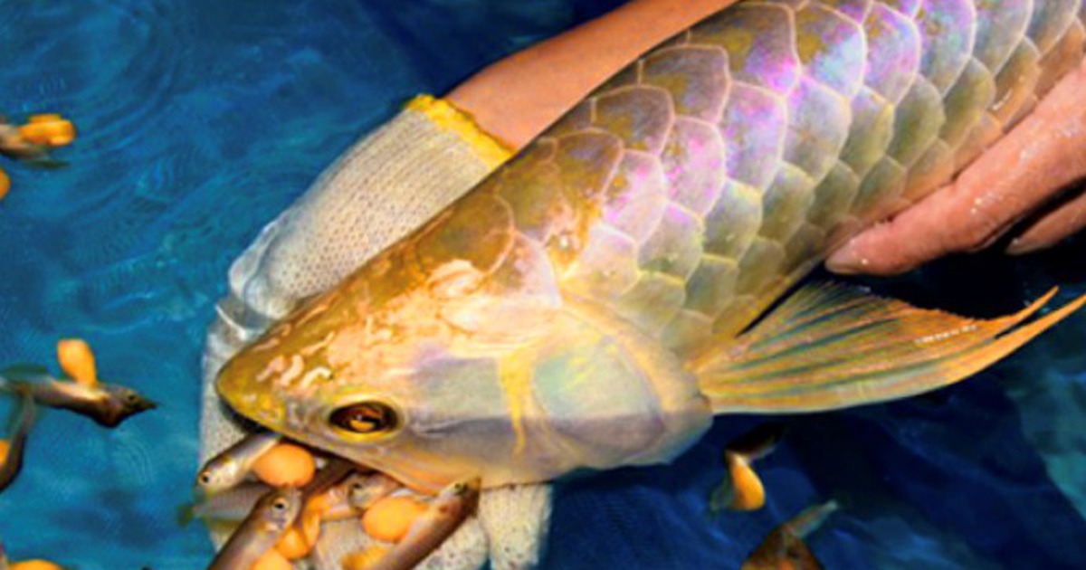 Sở Y tế Thanh Hóa thông tin chính thức vụ ngộ độc do ăn trứng cá cà rồng