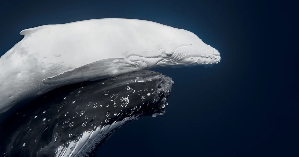 Ngắm cá voi bạch tạng cực hiếm trong giải thưởng ảnh thiên nhiên thế giới