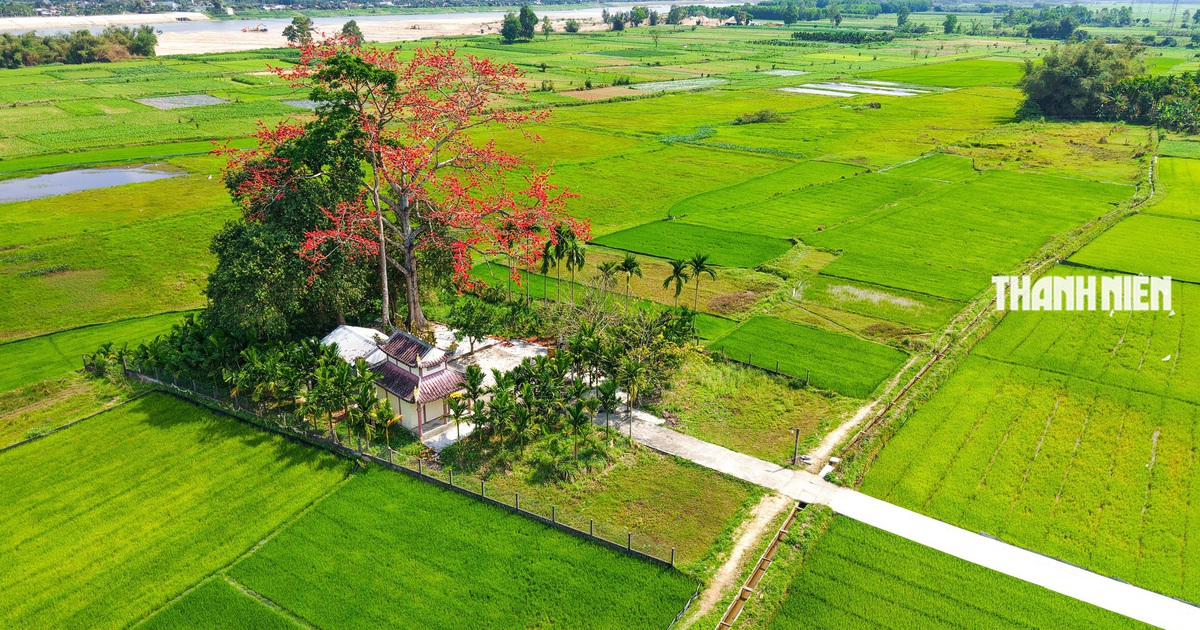 Cây hoa gạo hơn 100 năm tuổi đỏ rực giữa đồng xanh ven sông Trà Khúc