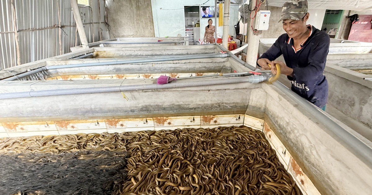 Nuôi lươn không bùn, chàng trai miền Tây thu lãi tiền tỉ