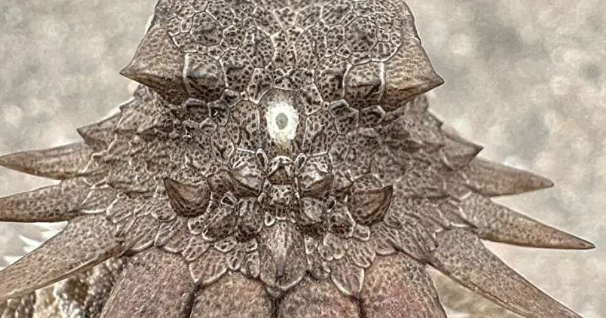 Tìm ra sinh vật độc nhãn là nguồn gốc của những đôi mắt ngày nay