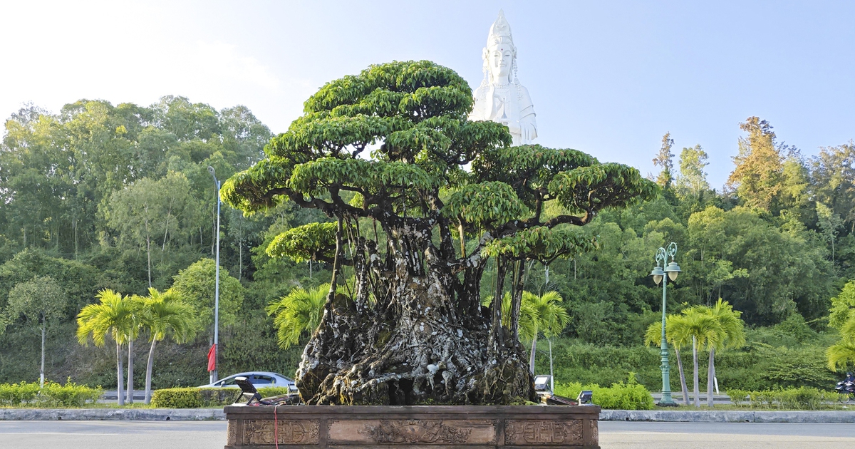 Cây sanh thế rồng cao hơn 3 m, rễ ôm đá độc lạ khiến nhiều người trầm trồ