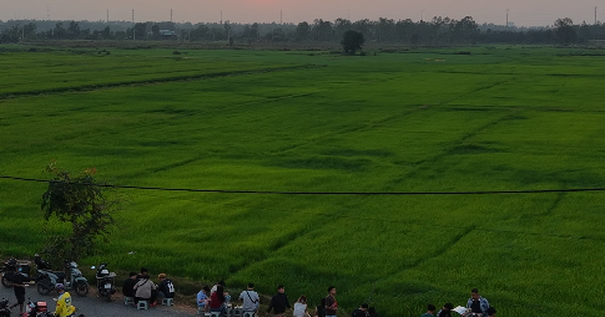 Ở TP.HCM xuất hiện c&aacute;nh đồng l&uacute;a xanh mướt, chiều n&agrave;o cũng đ&ocirc;ng người ngắm ho&agrave;ng h&ocirc;n