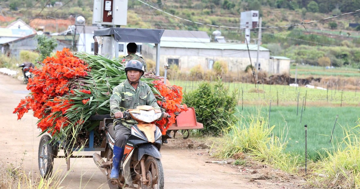 Lâm Đồng: Hoa lay ơn nở muộn, nông dân trắng tay