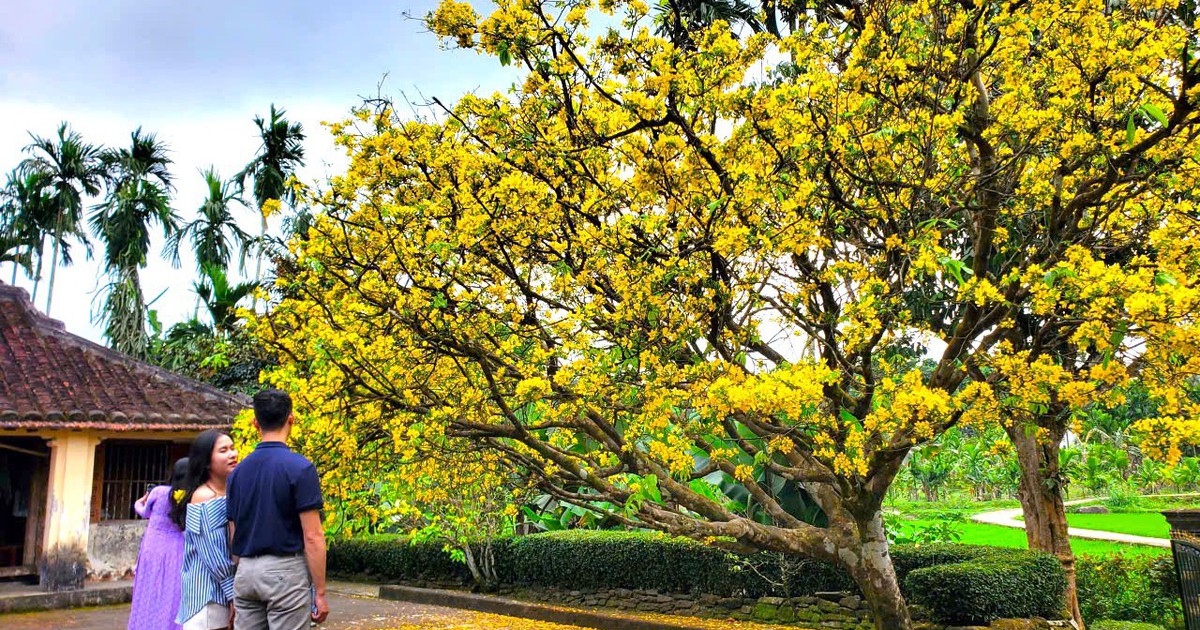 Rực rỡ cây mai trăm năm tuổi giữa làng cổ Lộc Yên