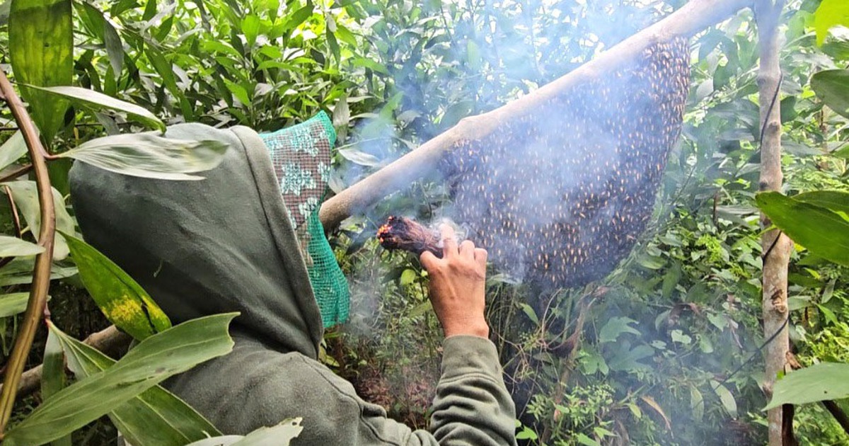 Bắt ong mật rừng ở Tây Ninh: Trận đòn nhớ đời 200 mũi ong chích