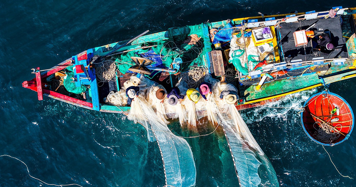 Ruốc biển Quảng Ngãi nhuộm hồng mặt biển, ngư dân thu tiền triệu mỗi ngày