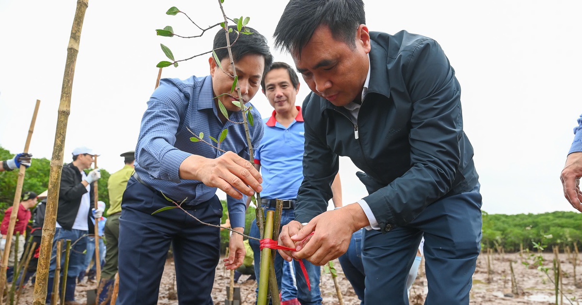 Hưởng ứng Tết trồng cây 2026: Góp thêm 9.000 cây vào 'kho báu' đồng bằng sông Hồng