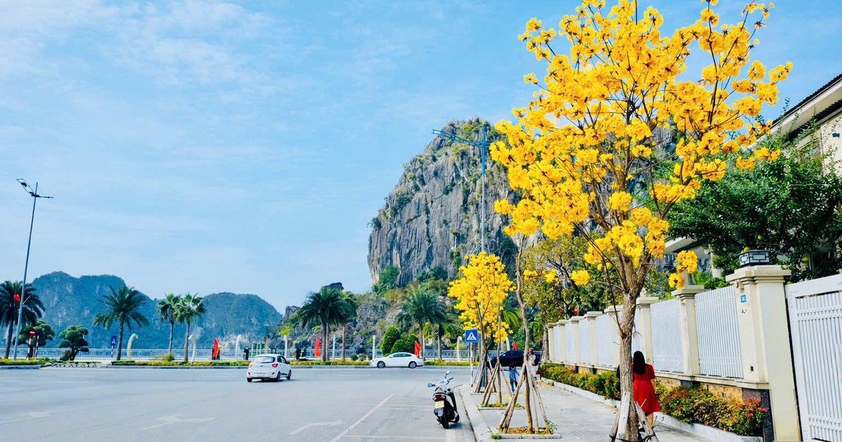 Hoa phong linh nhuộm vàng đường phố bên vịnh Hạ Long