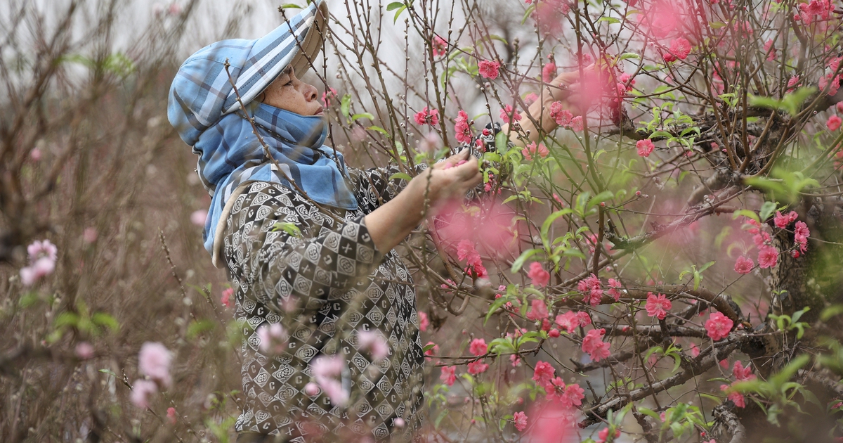 Đào, quất 'xuống phố', Hà Nội rộn rã sắc xuân