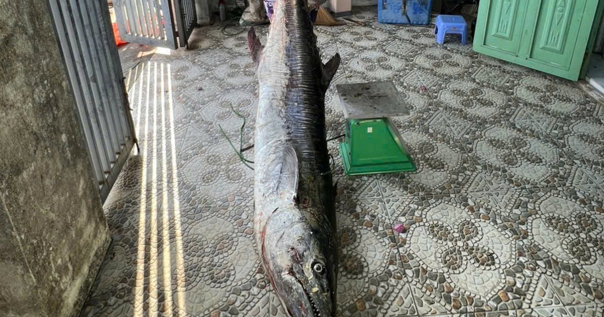 Câu được cá thu 63 kg, cần thủ Đà Nẵng giằng co hơn 1 giờ để đưa lên bờ