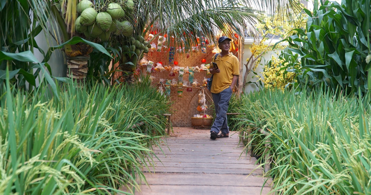 Sân nhà thờ ngay trung tâm TP.HCM bỗng hóa đồng quê miền Tây đón Tết Bính Ngọ